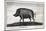 Pig, Wild Boar C1800-null-Mounted Art Print