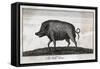 Pig, Wild Boar C1800-null-Framed Stretched Canvas