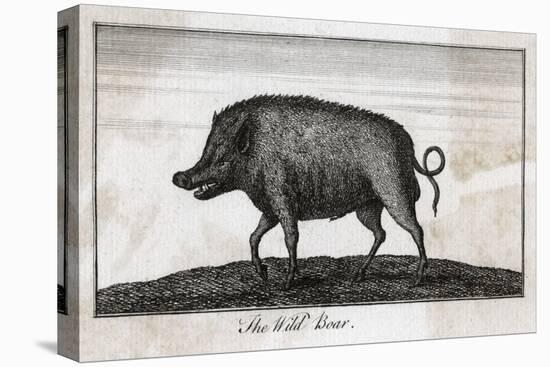 Pig, Wild Boar C1800-null-Stretched Canvas