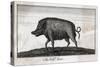 Pig, Wild Boar C1800-null-Stretched Canvas