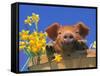 Pig with Daffodils in Bushel-Lynn M^ Stone-Framed Stretched Canvas