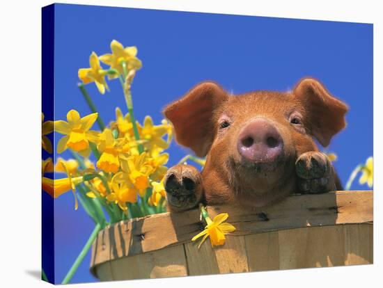 Pig with Daffodils in Bushel-Lynn M^ Stone-Stretched Canvas