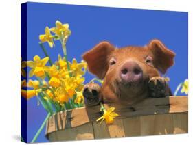 Pig with Daffodils in Bushel-Lynn M^ Stone-Stretched Canvas