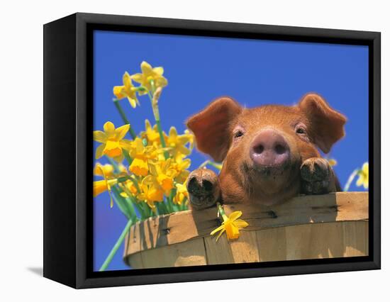 Pig with Daffodils in Bushel-Lynn M^ Stone-Framed Stretched Canvas