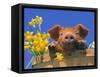 Pig with Daffodils in Bushel-Lynn M^ Stone-Framed Stretched Canvas