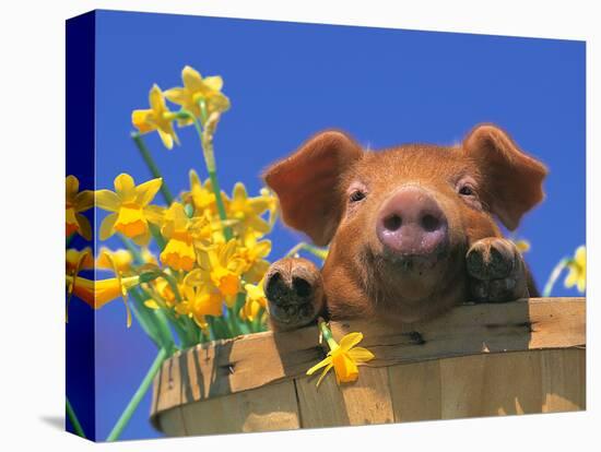 Pig with Daffodils in Bushel-Lynn M^ Stone-Stretched Canvas