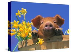 Pig with Daffodils in Bushel-Lynn M^ Stone-Stretched Canvas