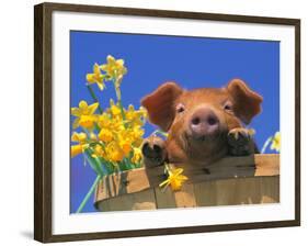 Pig with Daffodils in Bushel-Lynn M^ Stone-Framed Photographic Print