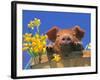 Pig with Daffodils in Bushel-Lynn M^ Stone-Framed Photographic Print