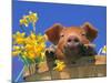 Pig with Daffodils in Bushel-Lynn M^ Stone-Mounted Photographic Print