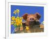 Pig with Daffodils in Bushel-Lynn M^ Stone-Framed Photographic Print