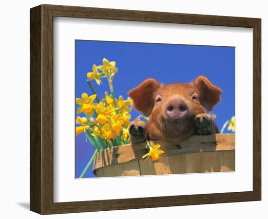 Pig with Daffodils in Bushel-Lynn M^ Stone-Framed Photographic Print