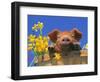 Pig with Daffodils in Bushel-Lynn M^ Stone-Framed Photographic Print