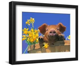 Pig with Daffodils in Bushel-Lynn M^ Stone-Framed Photographic Print