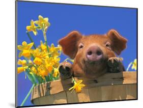 Pig with Daffodils in Bushel-Lynn M^ Stone-Mounted Photographic Print