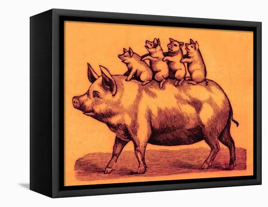 Pig with its Piglets, Illustration from 'Cole's Funny Picture Book' (Digitally Enhanced Image)-English-Framed Stretched Canvas