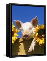 Pig with Sunflowers in Bushel-Lynn M^ Stone-Framed Stretched Canvas