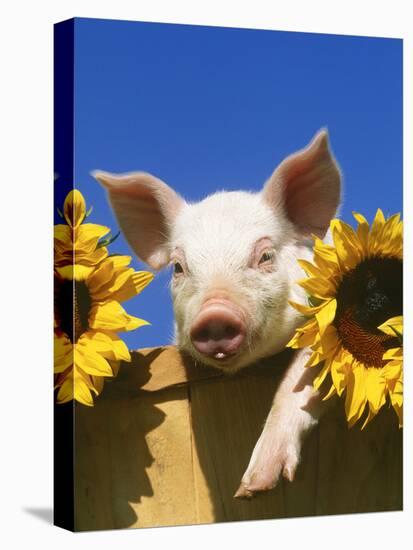 Pig with Sunflowers in Bushel-Lynn M^ Stone-Stretched Canvas