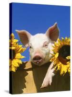 Pig with Sunflowers in Bushel-Lynn M^ Stone-Stretched Canvas