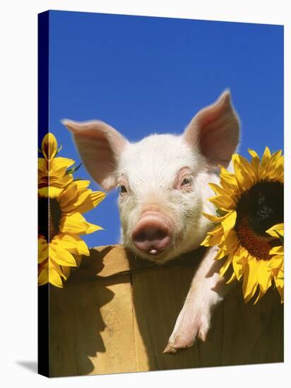 Pig with Sunflowers in Bushel-Lynn M^ Stone-Stretched Canvas