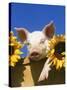 Pig with Sunflowers in Bushel-Lynn M^ Stone-Stretched Canvas