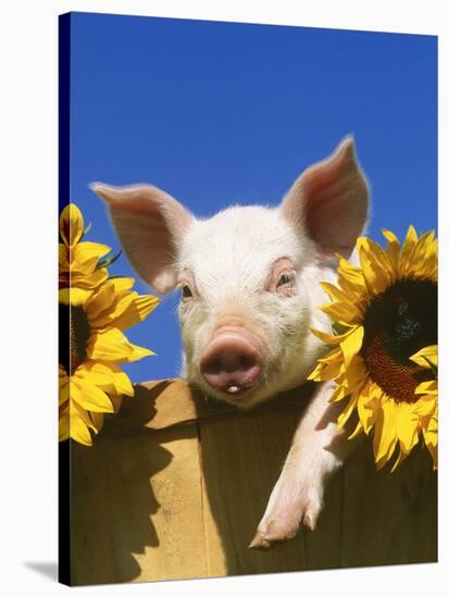 Pig with Sunflowers in Bushel-Lynn M^ Stone-Stretched Canvas