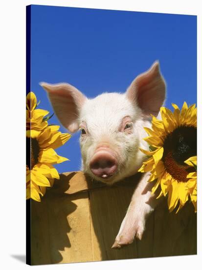 Pig with Sunflowers in Bushel-Lynn M^ Stone-Stretched Canvas