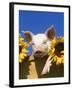 Pig with Sunflowers in Bushel-Lynn M^ Stone-Framed Premium Photographic Print