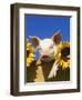 Pig with Sunflowers in Bushel-Lynn M^ Stone-Framed Premium Photographic Print