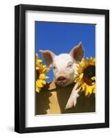 Pig with Sunflowers in Bushel-Lynn M^ Stone-Framed Premium Photographic Print