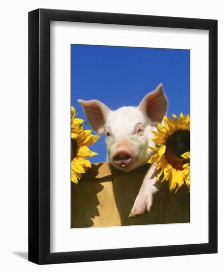 Pig with Sunflowers in Bushel-Lynn M^ Stone-Framed Premium Photographic Print