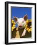 Pig with Sunflowers in Bushel-Lynn M^ Stone-Framed Premium Photographic Print