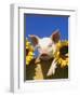 Pig with Sunflowers in Bushel-Lynn M^ Stone-Framed Premium Photographic Print