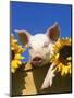 Pig with Sunflowers in Bushel-Lynn M^ Stone-Mounted Premium Photographic Print