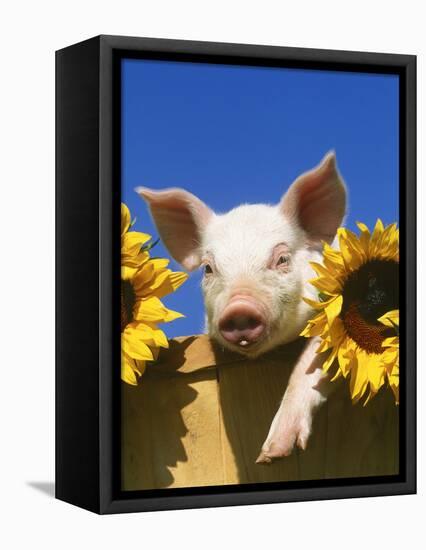 Pig with Sunflowers in Bushel-Lynn M^ Stone-Framed Stretched Canvas