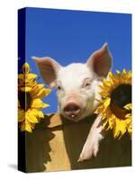 Pig with Sunflowers in Bushel-Lynn M^ Stone-Stretched Canvas