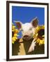 Pig with Sunflowers in Bushel-Lynn M^ Stone-Framed Photographic Print