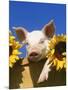 Pig with Sunflowers in Bushel-Lynn M^ Stone-Mounted Photographic Print