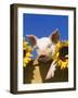 Pig with Sunflowers in Bushel-Lynn M^ Stone-Framed Photographic Print