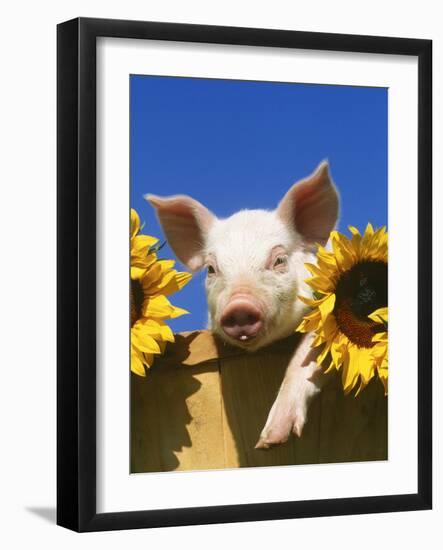 Pig with Sunflowers in Bushel-Lynn M^ Stone-Framed Photographic Print