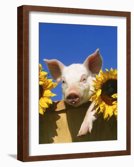 Pig with Sunflowers in Bushel-Lynn M^ Stone-Framed Photographic Print