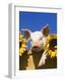 Pig with Sunflowers in Bushel-Lynn M^ Stone-Framed Photographic Print