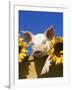 Pig with Sunflowers in Bushel-Lynn M^ Stone-Framed Photographic Print