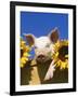 Pig with Sunflowers in Bushel-Lynn M^ Stone-Framed Photographic Print