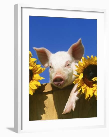 Pig with Sunflowers in Bushel-Lynn M^ Stone-Framed Photographic Print