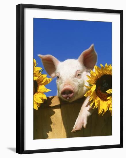 Pig with Sunflowers in Bushel-Lynn M^ Stone-Framed Photographic Print