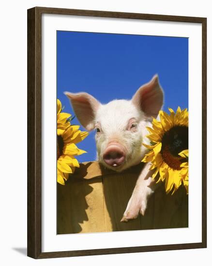 Pig with Sunflowers in Bushel-Lynn M^ Stone-Framed Photographic Print