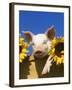 Pig with Sunflowers in Bushel-Lynn M^ Stone-Framed Photographic Print