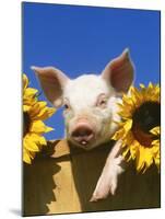 Pig with Sunflowers in Bushel-Lynn M^ Stone-Mounted Photographic Print