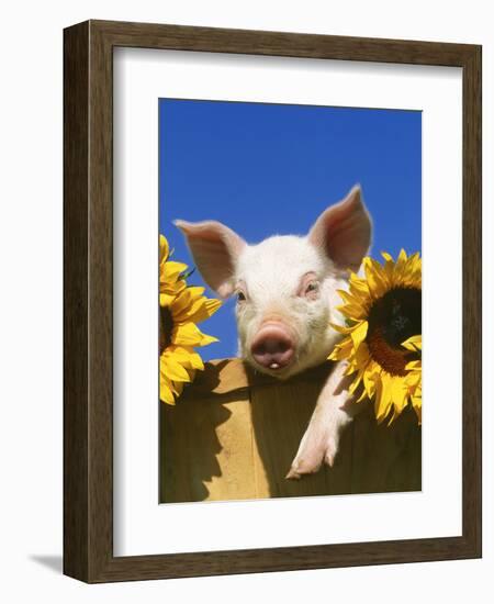 Pig with Sunflowers in Bushel-Lynn M^ Stone-Framed Photographic Print